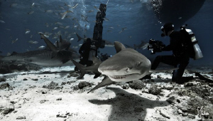 The large Tiger Shark in the background cause the curious... by Steven Anderson 